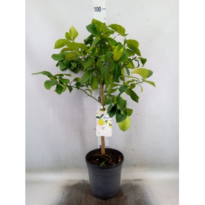 Citrus limon