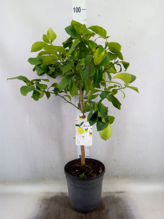 <h4>Citrus limon</h4>