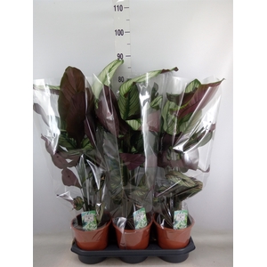 Calathea sanderiana