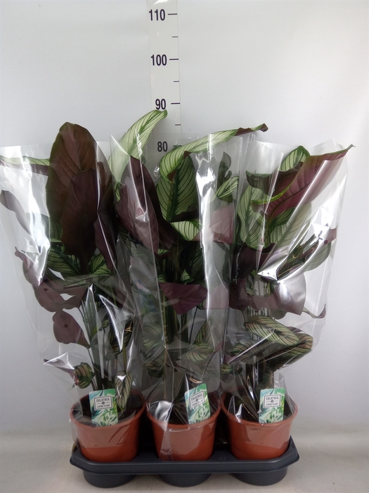 <h4>Calathea sanderiana</h4>