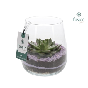 Glazen vaas Alzada met Echeveria