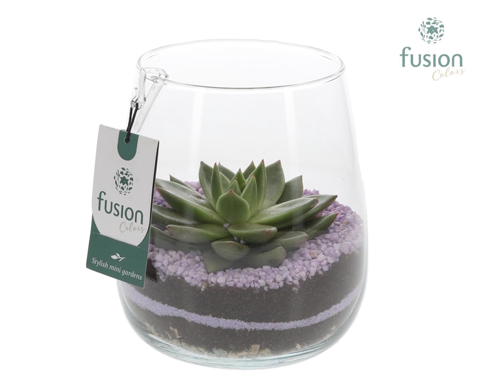 <h4>Glazen vaas Alzada met Echeveria</h4>
