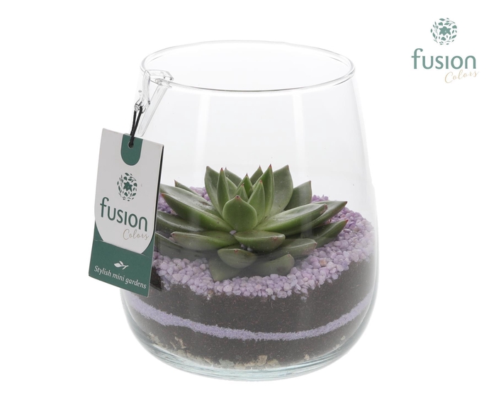 <h4>Glazen vaas Alzada met Echeveria</h4>
