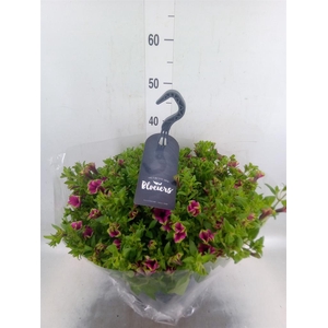 Petunia  'Surfinia'   ...