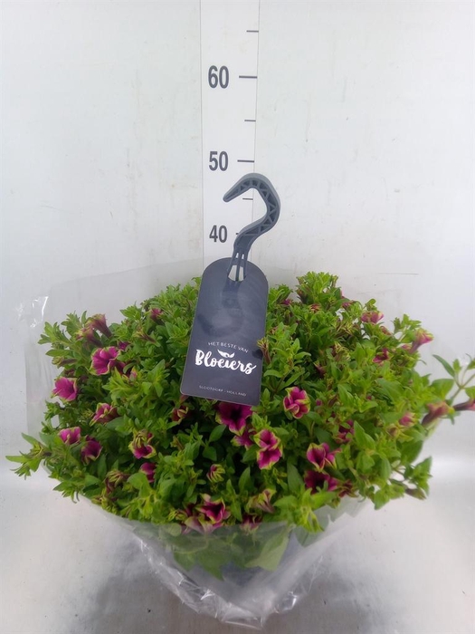 <h4>Petunia  'Surfinia'   ...</h4>