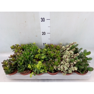 Crassula   ...mix