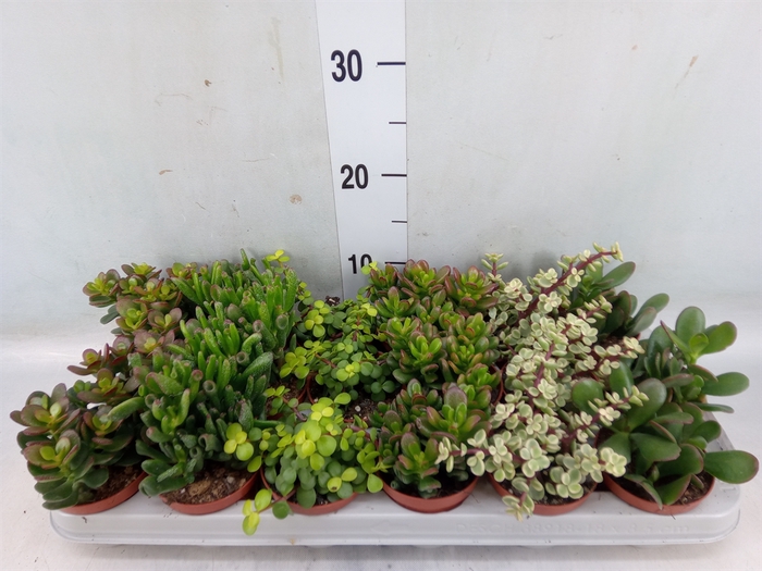 <h4>Crassula   ...mix</h4>