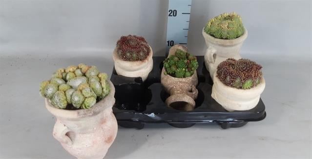 <h4>Sempervivum   ...mix</h4>