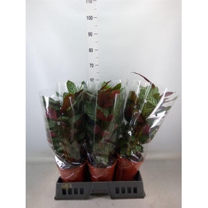 Ctenanthe setosa 'Compactstar'