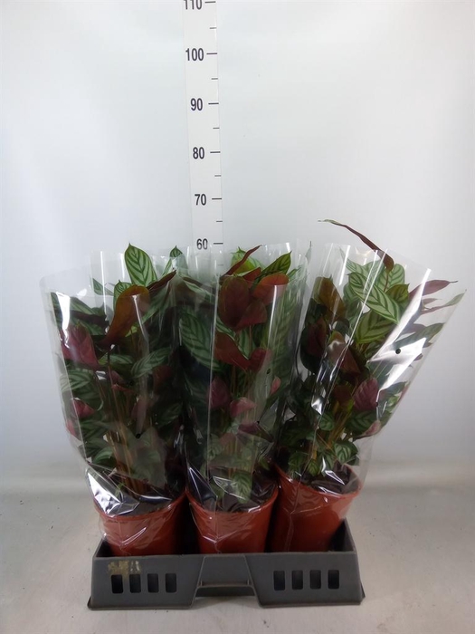 <h4>Ctenanthe setosa 'Compactstar'</h4>