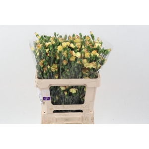 Di Solomio Fire Fly It