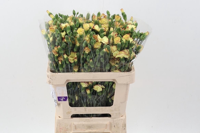 <h4>Di Solomio Fire Fly It</h4>