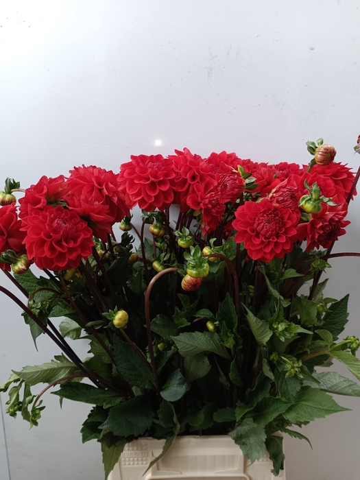 <h4>DAHL RED CAP</h4>