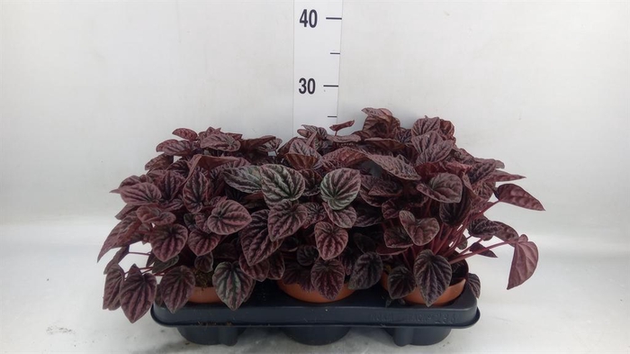 <h4>Peperomia caperata   ...</h4>