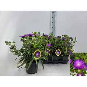 STOK LAEVIS