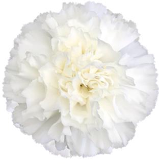 <h4>Di St Moonlight</h4>