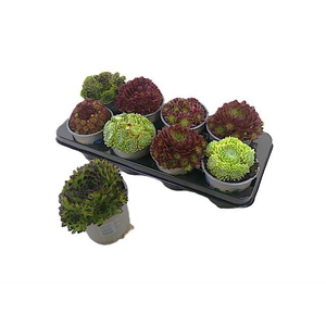 .Sempervivum gemengd