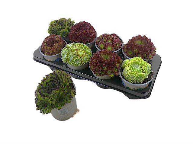 <h4>.Sempervivum gemengd</h4>
