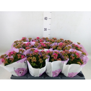 Kalanchoe   ...