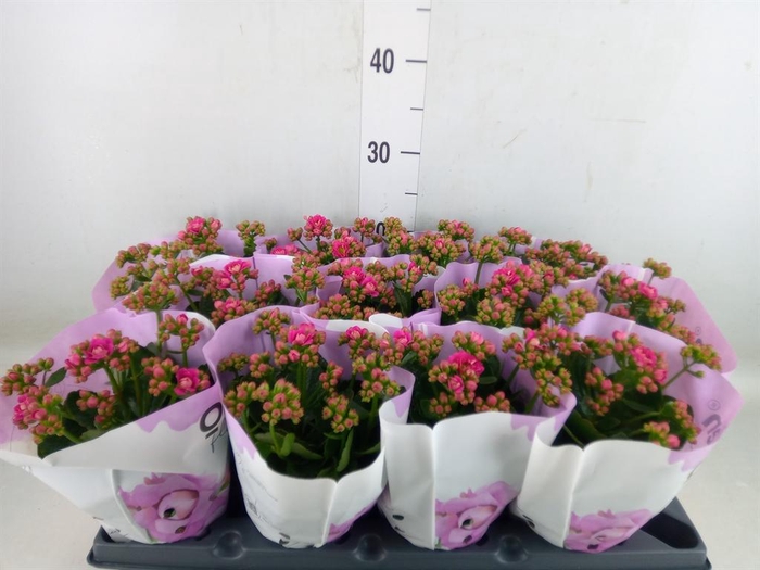 <h4>Kalanchoe ...</h4>