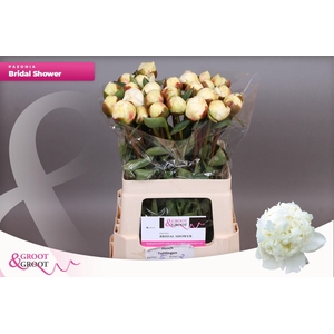 Paeonia Bridal Shower | Heavy Quality