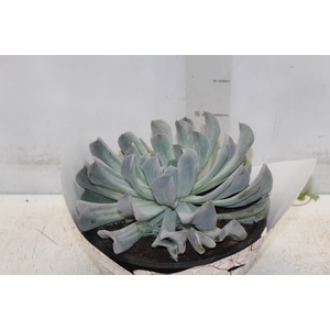 ECHEVERIA C21