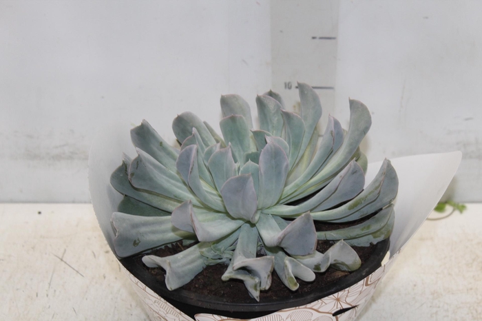 <h4>ECHEVERIA C21</h4>