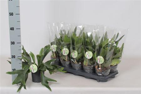 <h4>Platyc Bifurcatum</h4>