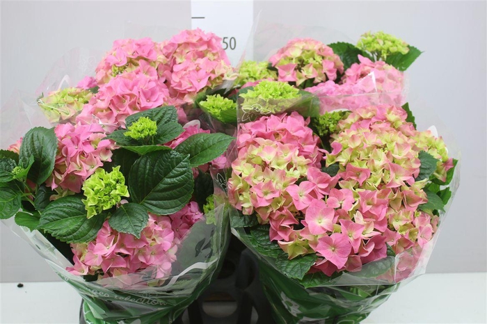 <h4>Hydrangea Early Rosa 8-9</h4>