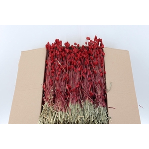 Phalaris Red 150 gr Hollands