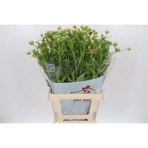 Ran Butterfly Ariadne