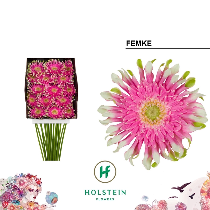 <h4>Gerbera GBK 'Gerpasta Femke'</h4>