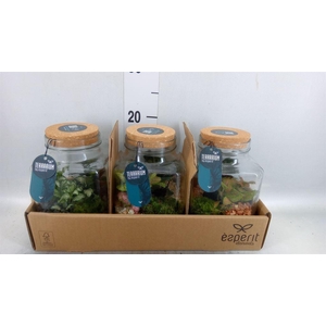 Arr.   Planten H%