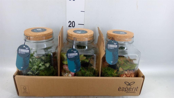 <h4>Arr.   Planten H%</h4>