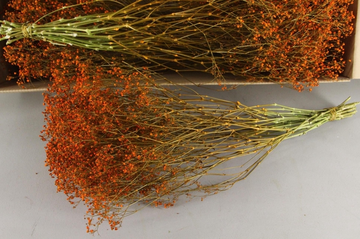 <h4>DF Gyps Bs (5) 60cm Orange</h4>