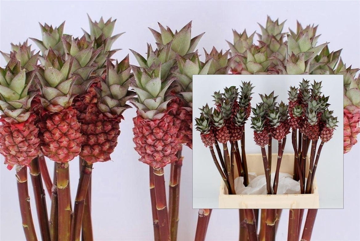 <h4>Ananas Baby Pink</h4>