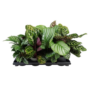 CALATHEA SPECIES P12 MIX