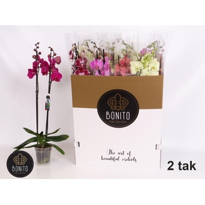 PHAL GEM 10 KL