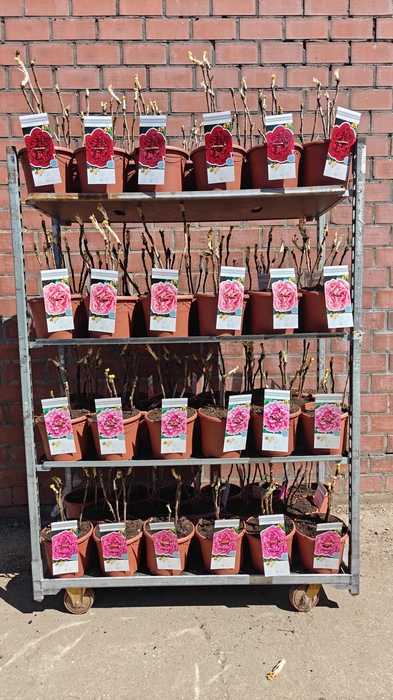 <h4>PAEONIA SUFFRUT GEM</h4>