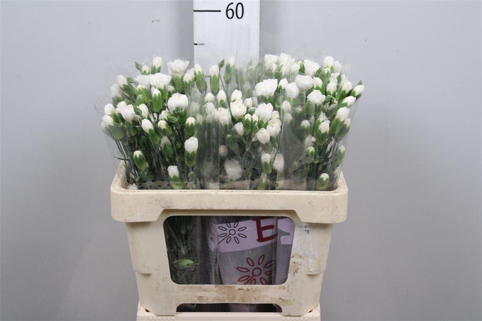 <h4>Di Tr Artic</h4>