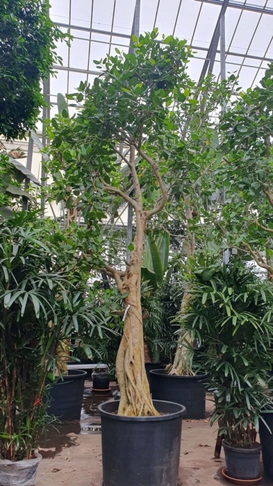 <h4>Ficus Benghalensis</h4>