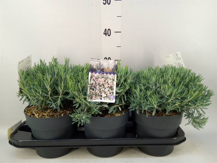 <h4>Andromeda polifolia 'Blue Ice'</h4>
