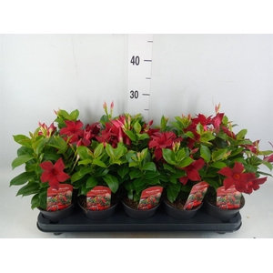 Mandevilla sand. 'Rio Dark Red'