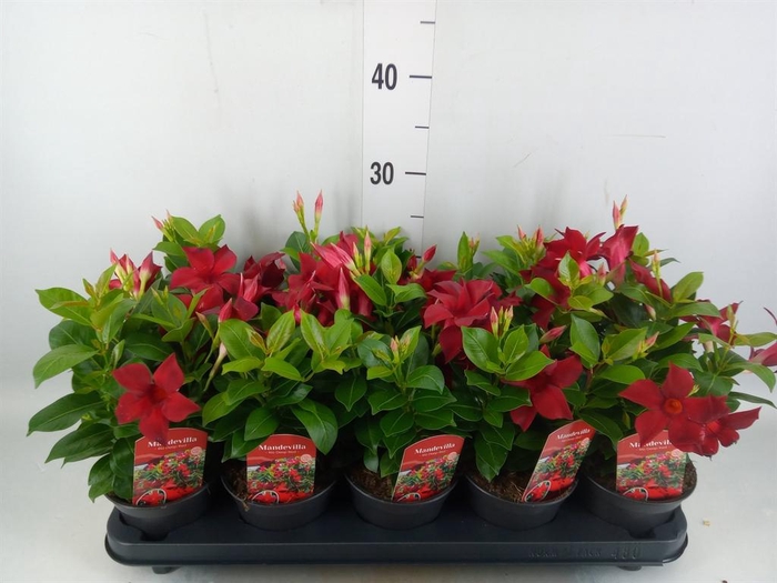 <h4>Mandevilla sand. 'Rio Dark Red'</h4>