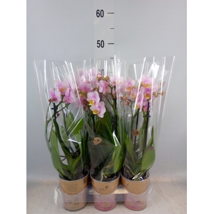 Phalaenopsis multi.   ...rose