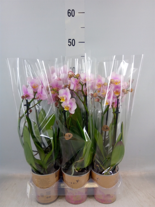 <h4>Phalaenopsis multi.   ...rose</h4>