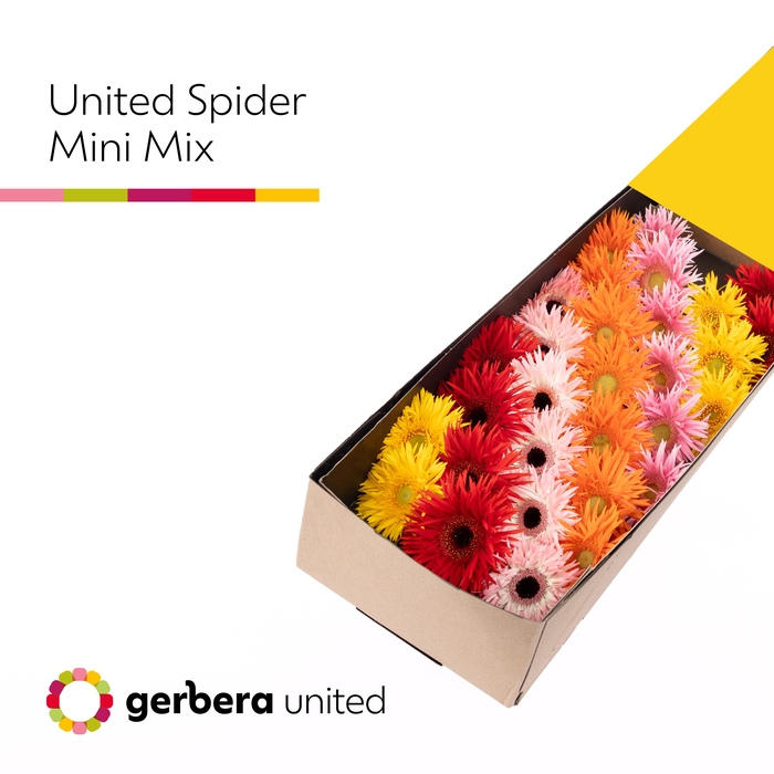 <h4>Germini Spider Mix Spider Doos</h4>