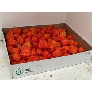 Physalis Lampion Los