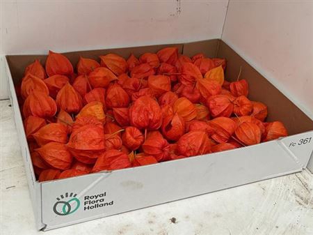 <h4>Physalis Lampion Los</h4>