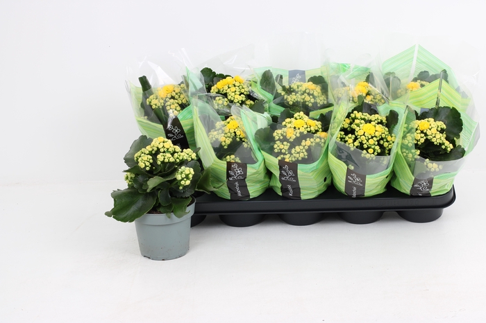 <h4>KAL GE LINDSAYQ3</h4>